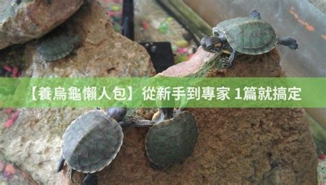 烏龜如何養|【養烏龜懶人包】：從新手到專家，1篇就搞定